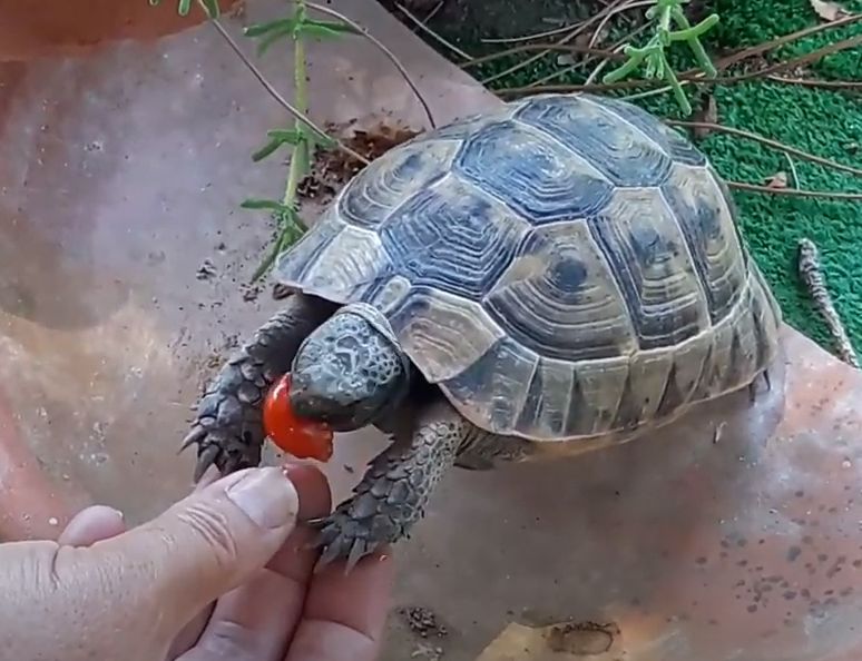 Funny Tortoise