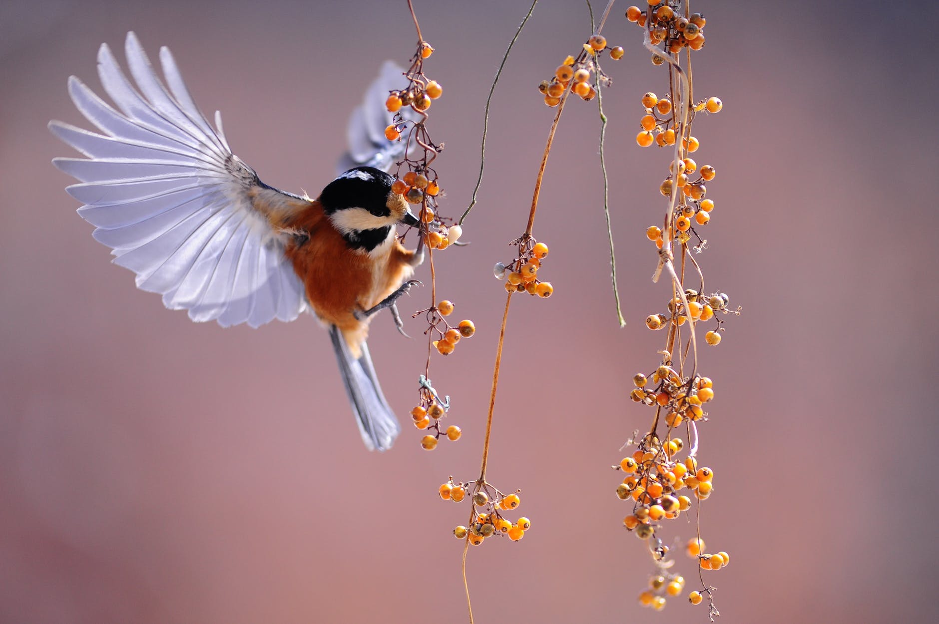 Turkish Birds 3