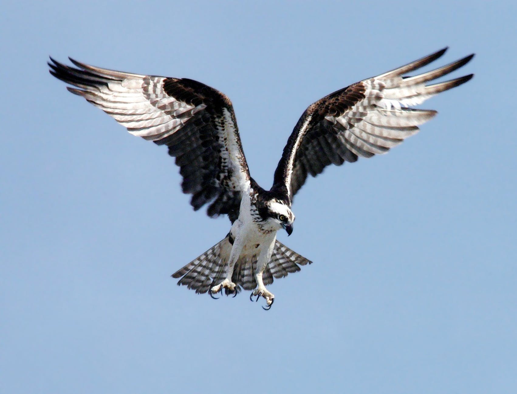 Turkish Birds 2