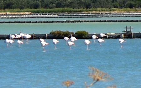 Flamingos – Ayvalik